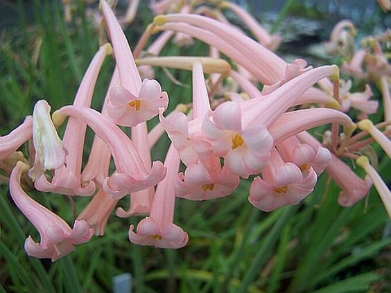 Cyrtanthus mackenii 'Hobgoblin'