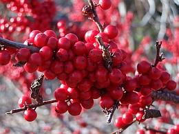 Catalog Ilex verticillata 'Winter Red'