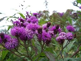 Display Gardens Vernonia gigantea
