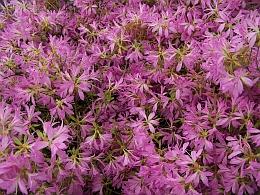 On Site Sales Azalea 'Koromo Shikibu'
