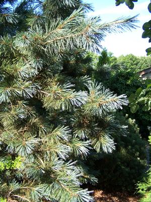 Pinus flexilis 'Cesarini Blue'