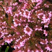 Erica carnea 'Hilletje' Erica carnea 'Hilletje'
