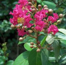 Lagerstroemia x 'Tonto' Lagerstroemia x 'Tonto'