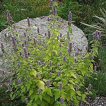 Anise Hyssop Anise Hyssop