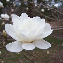 Magnolia x loebneri 'White Rose' Magnolia x loebneri 'White Rose'