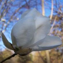 Magnolia zenii Magnolia zenii