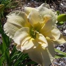 Hemerocallis 'Jean Swann' Hemerocallis 'Jean Swann'