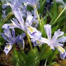 Iris cristata 'Powder Blue Giant' Iris cristata 'Powder Blue Giant'