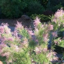 Tamarix ramoissima 'Summer Glow' Tamarix ramoissima 'Summer Glow'