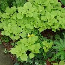 Pachysandra procumbens 'Spring Gold' Pachysandra procumbens 'Spring Gold'