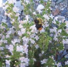 Satureja spinosa Satureja spinosa