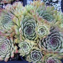 Sempervivum 'Pacific Dawn' Sempervivum 'Pacific Dawn'