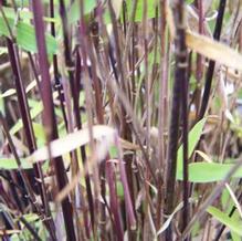 Fargesia nitida 'Ravenwood' Fargesia nitida 'Ravenwood'