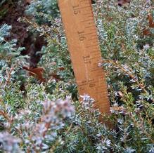 Juniperus communis 'Berkshire' Juniperus communis 'Berkshire'