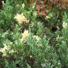 Juniperus davurica 'Expansa Aureo-variegata' Juniperus davurica 'Expansa Aureo-variegata'