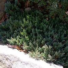 Juniperus horizontalis 'Grey Forest' Juniperus horizontalis 'Grey Forest'