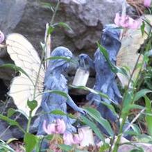 Lilium martagon Lilium martagon