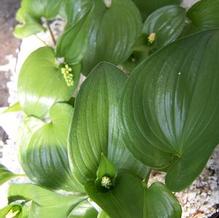 Maianthemum dilatatum var. nipponicum Maianthemum dilatatum var. nipponicum