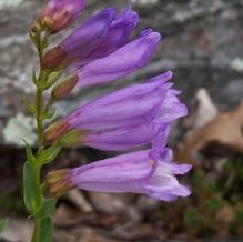 Penstemon fruticosus Penstemon fruticosus