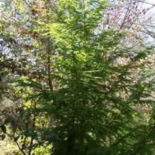 Tsuga canadensis 'Livingston' Tsuga canadensis 'Livingston'