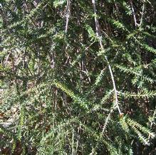 Tsuga canadensis ''whip form'' Tsuga canadensis ''whip form''