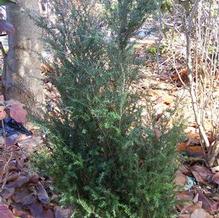 Tsuga canadensis 'Whirling Dervish' Tsuga canadensis 'Whirling Dervish'