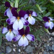 Viola pedata 'Eco Artist Palette' Viola pedata 'Eco Artist Palette'