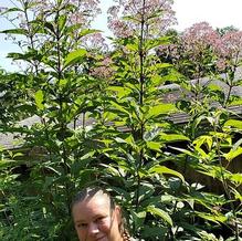 Eupatorium purpureum subsp. maculatum 'Gateway' Eupatorium purpureum subsp. maculatum 'Gateway'