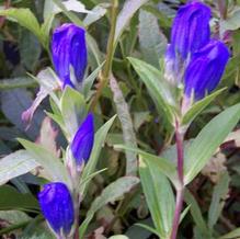 Gentiana makinoi 'Marsha' Gentiana makinoi 'Marsha'