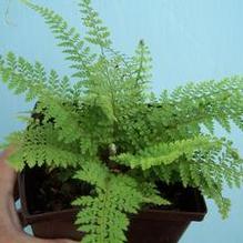 Polystichum setiferum 'Herrenhausen' Polystichum setiferum 'Herrenhausen'