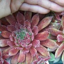 Sempervivum 'Pacific Joyce' Sempervivum 'Pacific Joyce'