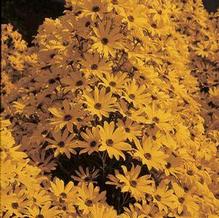 Helianthus salicifolius 'First Light' Helianthus salicifolius 'First Light'