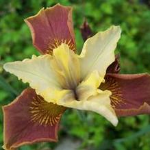 Iris sibirica 'Drink Your Tea' Iris sibirica 'Drink Your Tea'