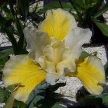 Iris sibirica 'Solar Energy' Iris sibirica 'Solar Energy'