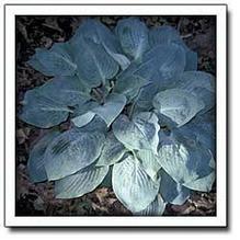 Hosta 'Mystic Star' Hosta 'Mystic Star'