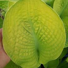 Hosta 'World Cup' Hosta 'World Cup'