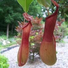 Nepenthes alata Nepenthes alata