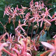Pelargonium hortorum 'Bird Dancer' Pelargonium hortorum 'Bird Dancer'