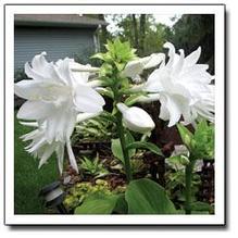 Hosta plantaginea 'Aphrodite' Hosta plantaginea 'Aphrodite'