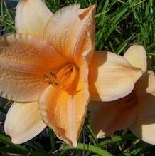 Hemerocallis 'Sombrero Way' Hemerocallis 'Sombrero Way'
