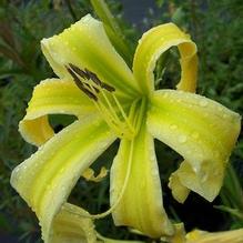 Hemerocallis 'Heavenly Angel Ice' Hemerocallis 'Heavenly Angel Ice'