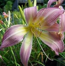 Hemerocallis 'Lilting Belle' Hemerocallis 'Lilting Belle'