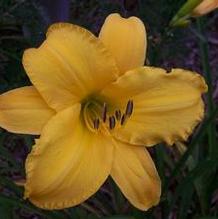Hemerocallis 'Mohawk Honey' Hemerocallis 'Mohawk Honey'