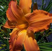 Hemerocallis 'Primal Scream' Hemerocallis 'Primal Scream'