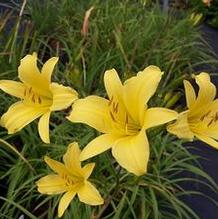 Hemerocallis 'Steeple Jackie' Hemerocallis 'Steeple Jackie'