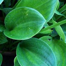 Hosta 'Lily Pad' Hosta 'Lily Pad'