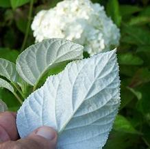 Hydrangea arborescens subsp. radiata 'Samantha' Hydrangea arborescens subsp. radiata 'Samantha'