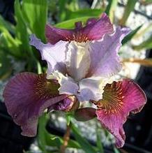 Iris sibirica 'Cherry Fling' Iris sibirica 'Cherry Fling'