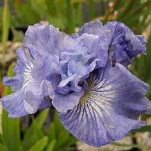 Iris sibirica 'Joyous Ruffles' Iris sibirica 'Joyous Ruffles'
