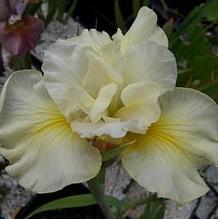 Iris sibirica 'Just Criuising' Iris sibirica 'Just Criuising'